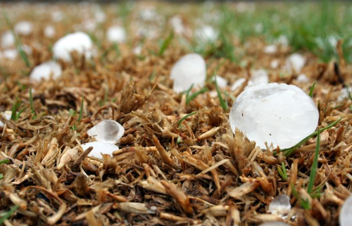 Hail on Grass