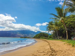 Hawaii Beach Palm Tree