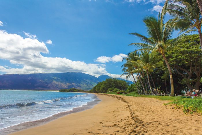 Hawaii Beach Palm Tree